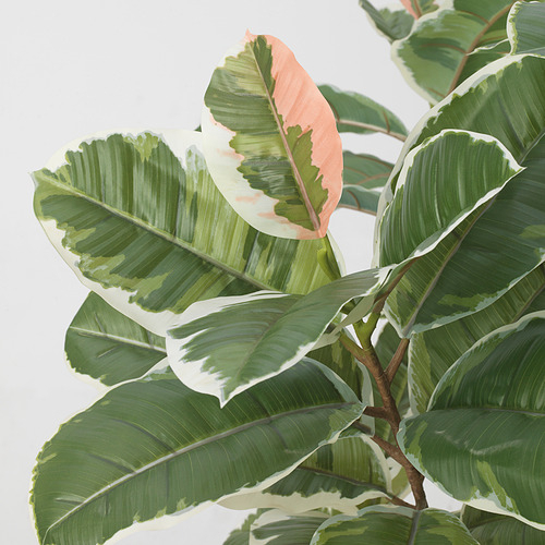 FEJKA Tanaman tiruan dalam pot, pohon karet, tinggi 170cm