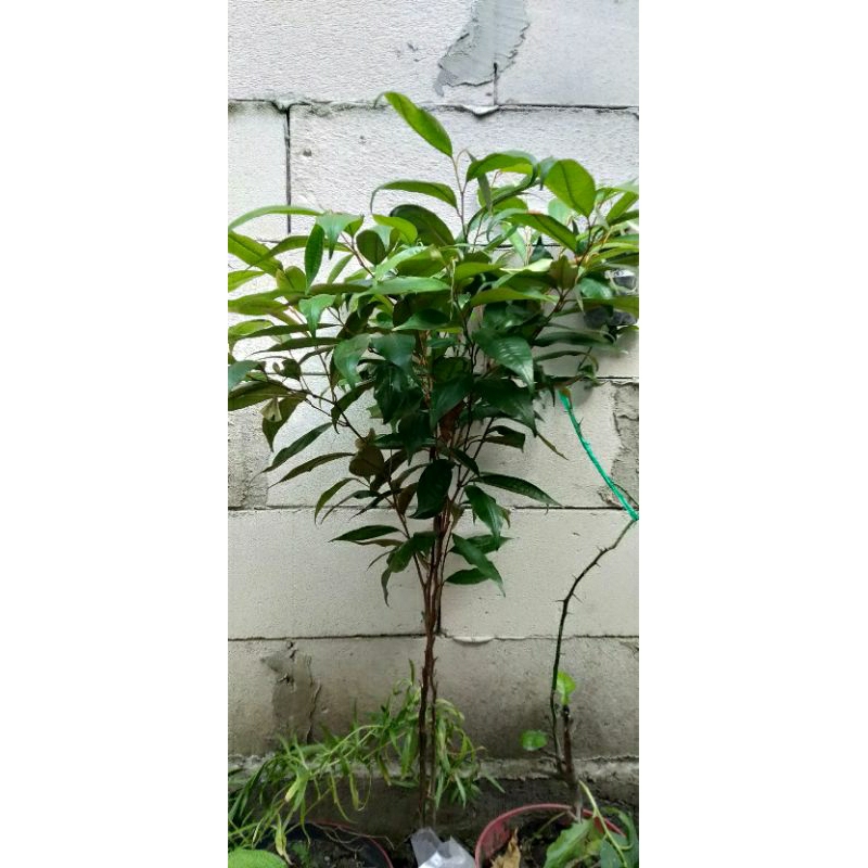 bibit sawo hijau/sawo kenitu