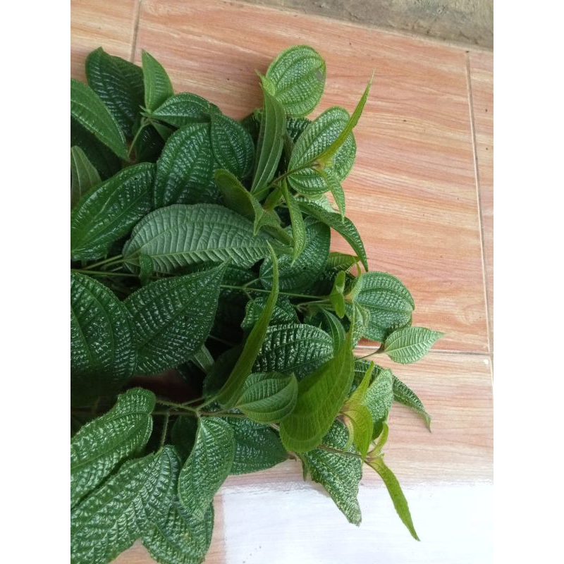 

Daun Harendong bulu segar 500gr Senggani Bulu asli