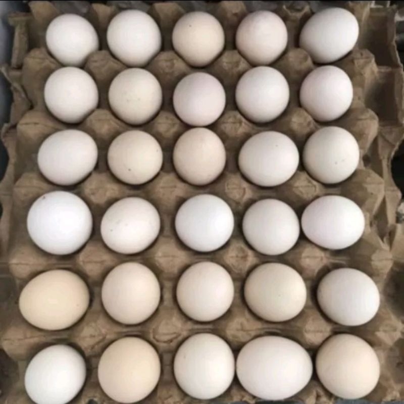 

Telur Ayam Kampung