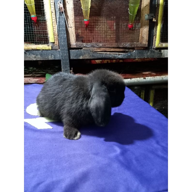 Kelinci hias Holland Lop (HL) kelinci kuping turun Belanda anakan jantan 1.