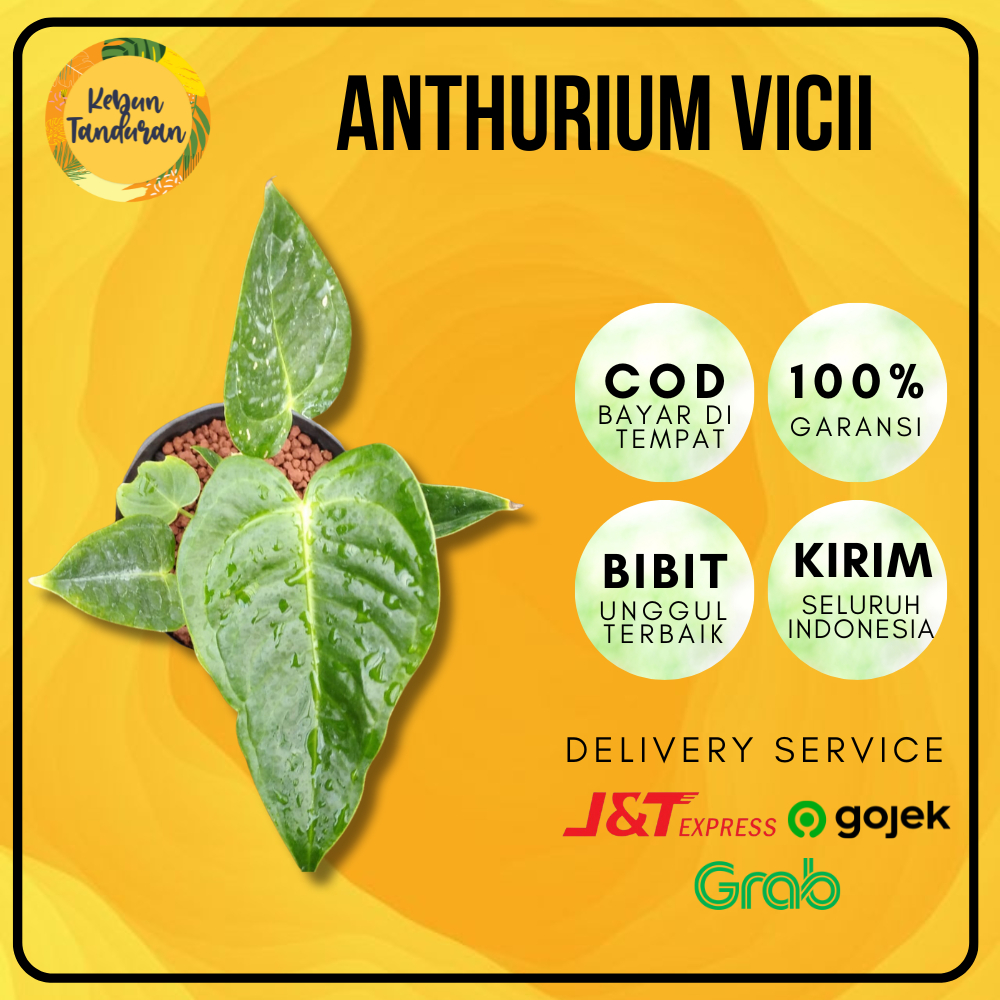 Bibit Tanaman Hias Anthurium Veitchii