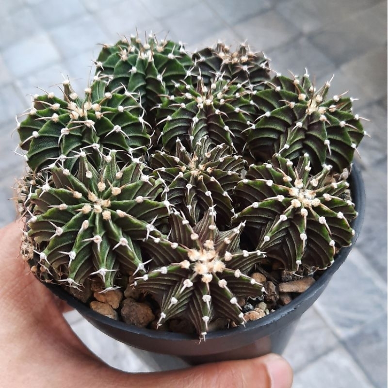 Kaktus 1 pot Gymno LB 2178 hybrid single spine