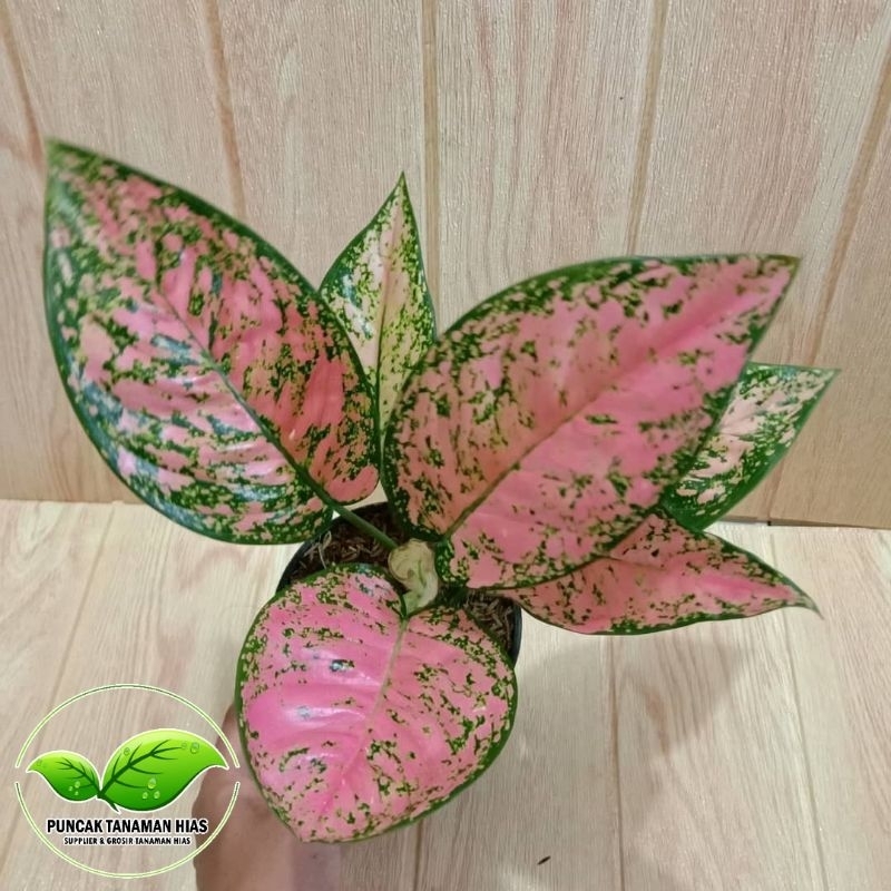 Tanaman hias aglonema ruby pink - Aglonema ruby super pink