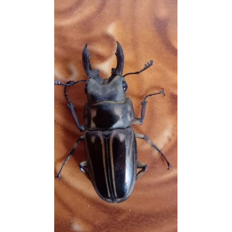 Kumbang capit hidup/stag beetle/propocoilus zebra