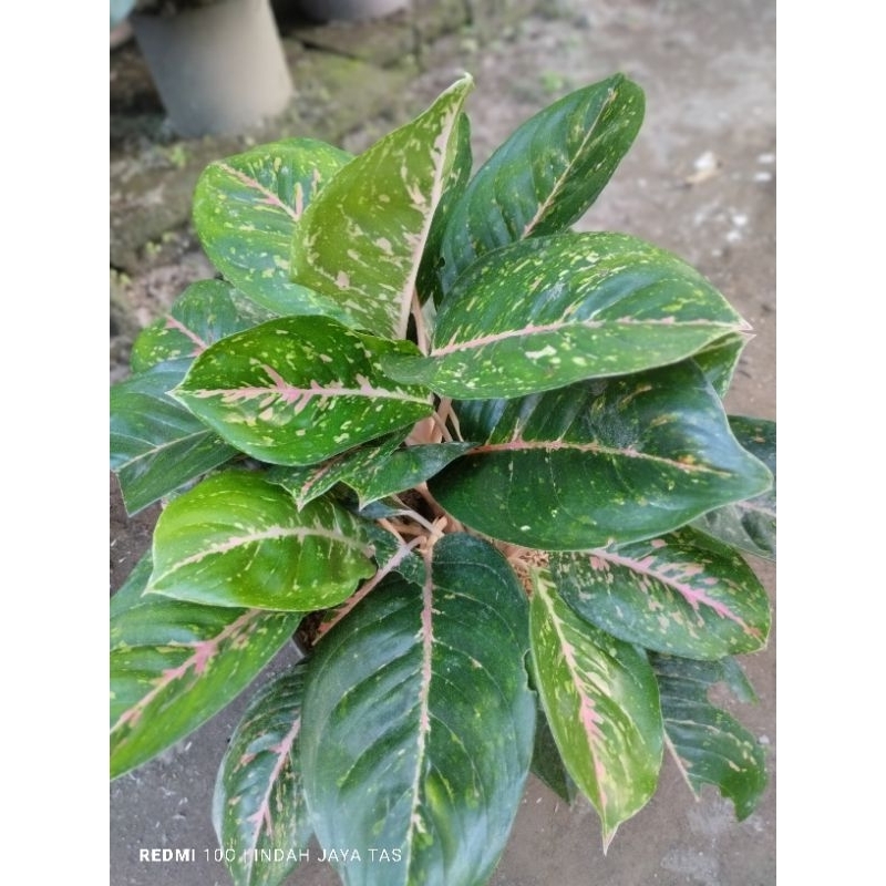 aglonema big  papa murah, aglonema murah, aglonema big papa