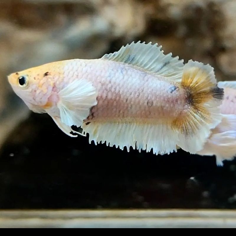 female dumbo ear multi color dobel tail