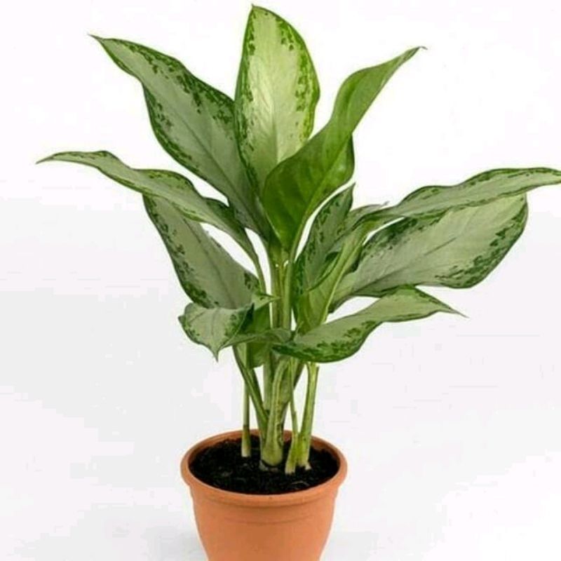 aglonema silverquen + pot + media tanam + tatakan pot, difenbacia , belanceng