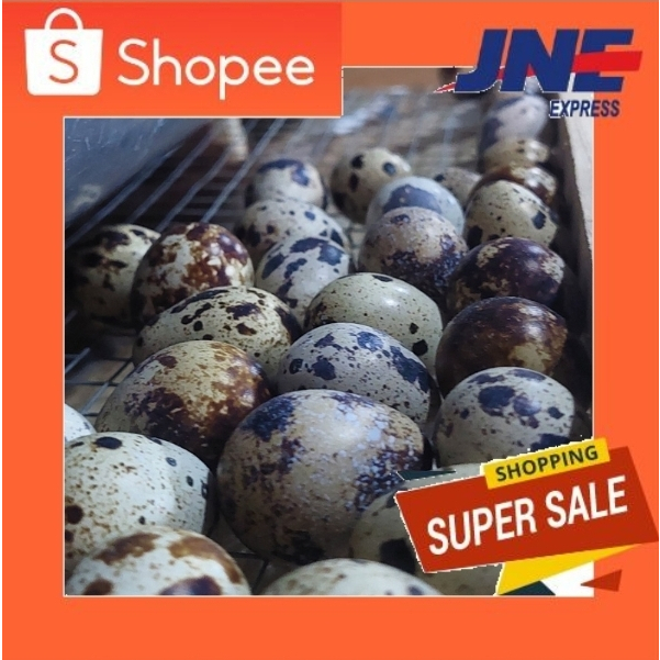 Telur Puyuh Fertil petelur Blester Super Fs Ps  ACS