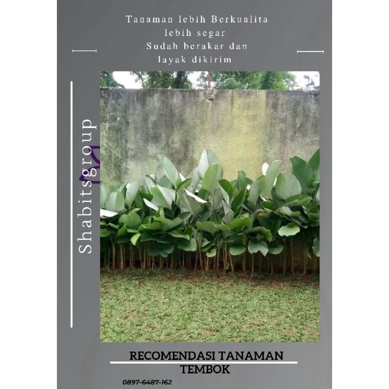 Tanaman hias calathea daun besar-calathea kipas-calathea pisang _pisangan