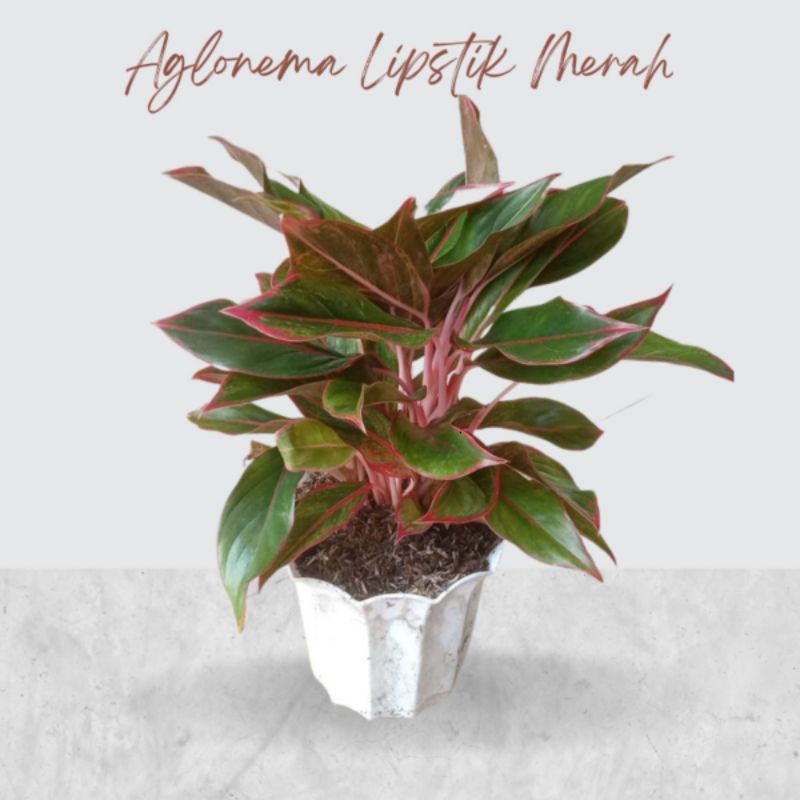 Bunga Aglonema lipstik merah