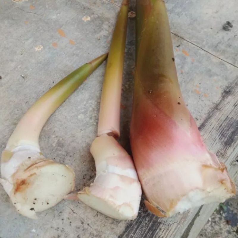 

Batang Kecombrang Muda Segar 1 kg