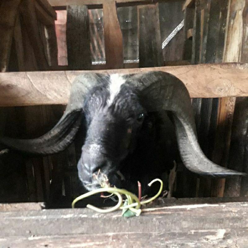 Domba qurban asli garut