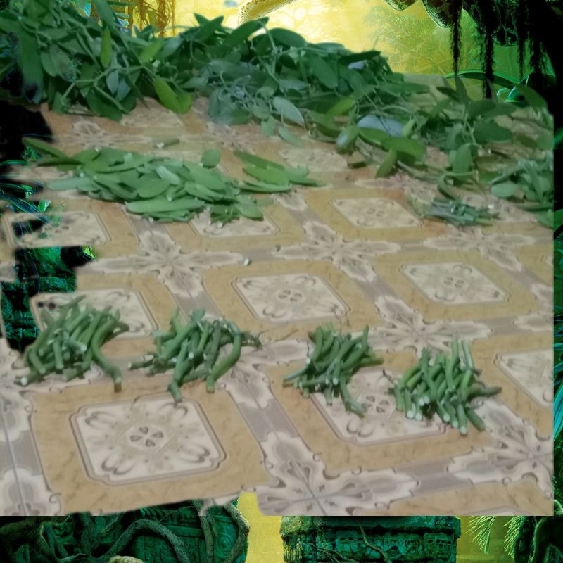 Bibit stek vanili super