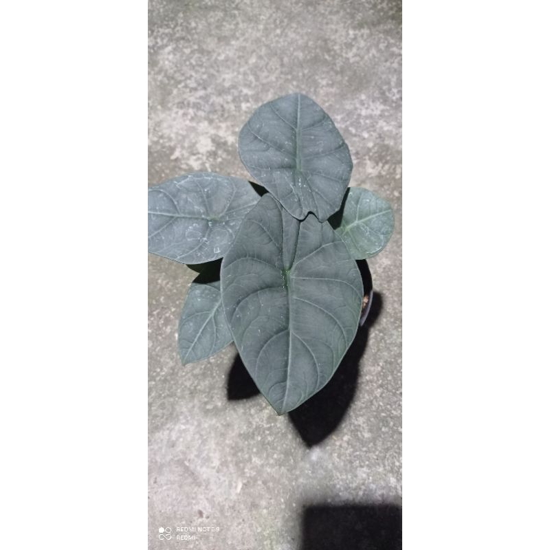 alocasia maharani