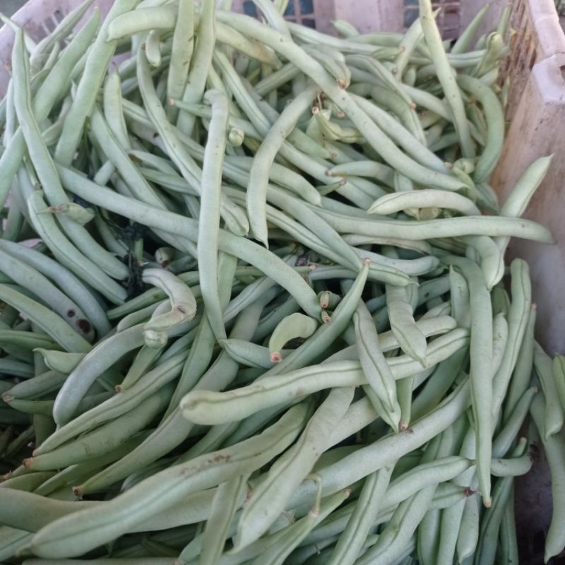 

Sayuran Buncis 500gram Bahan Masakan