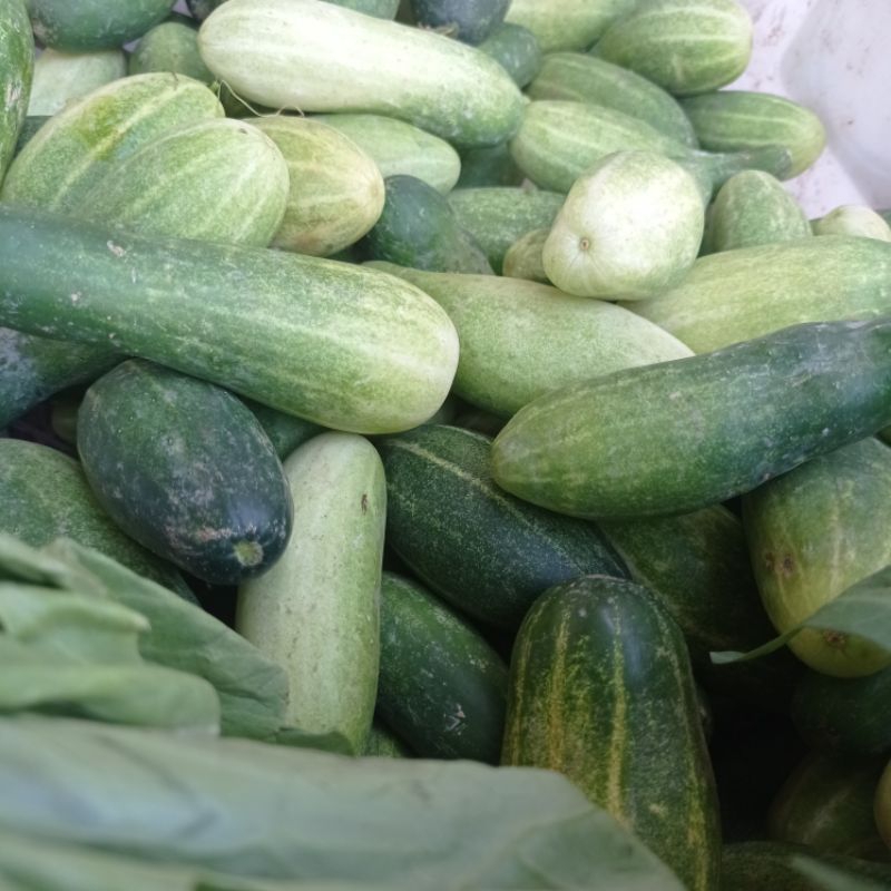 

SAYURAN TIMUN 500gram BAHAN POKOK LALAPAN