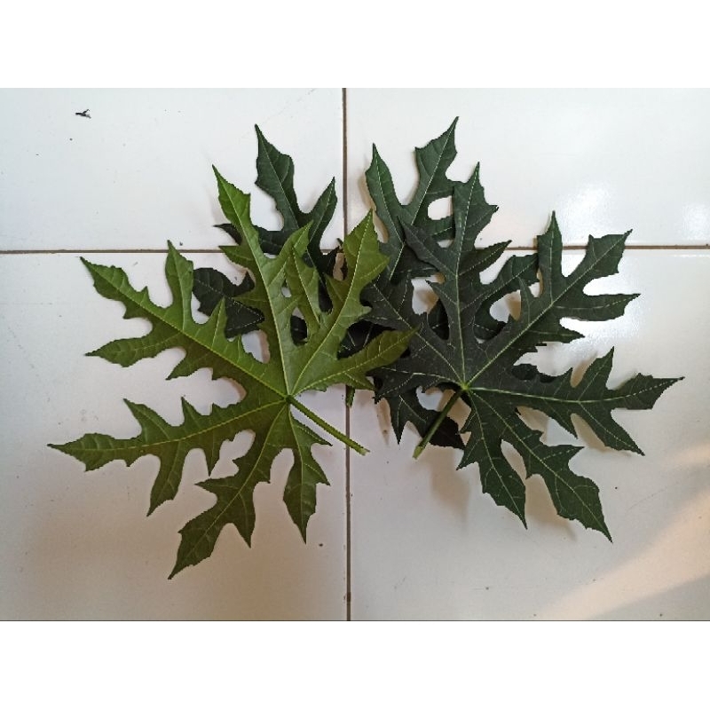 

daun pepaya Jepang per ikat