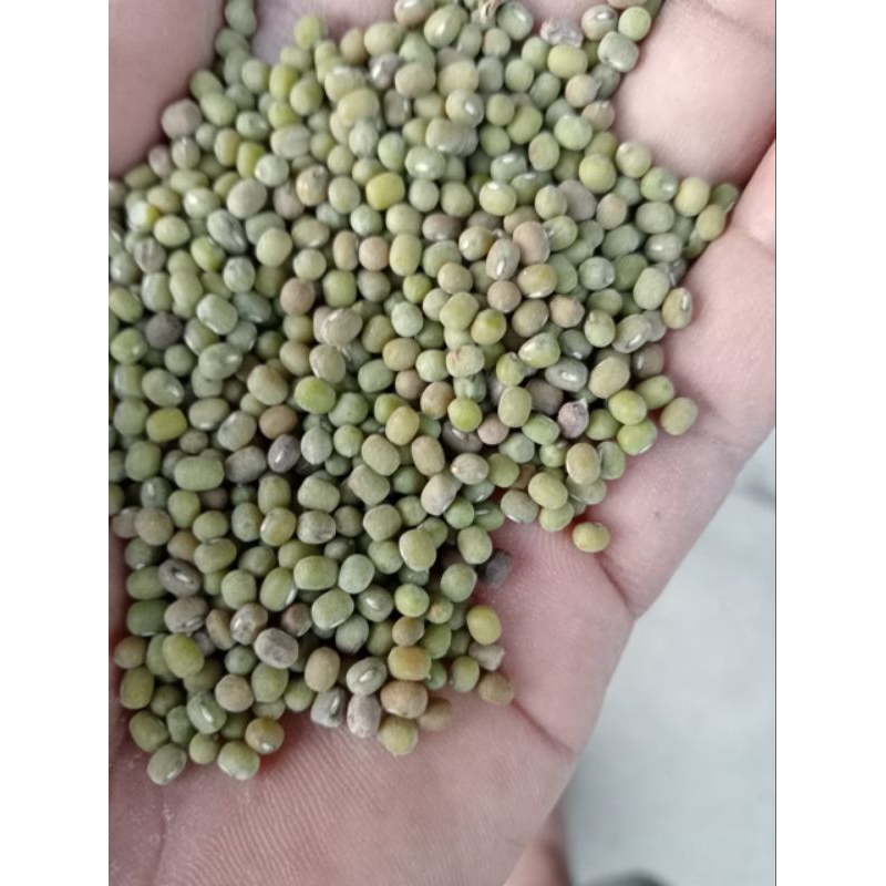 

kacang sumbawa grade B