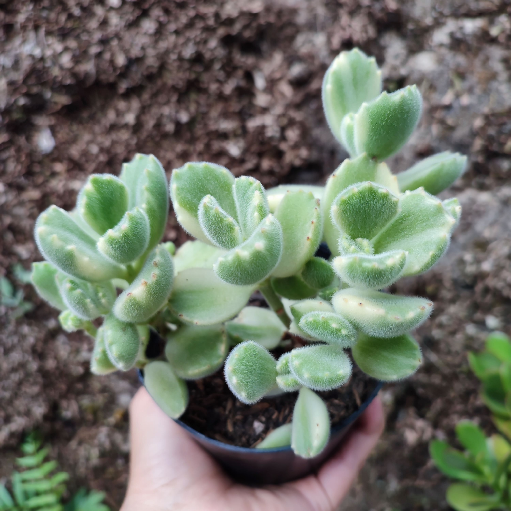 Cotyledon Tomentosa Variegated