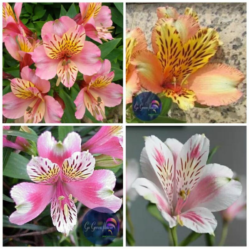 Umbi Bunga Casablanca Mini  Peruvian Lily Astromelia