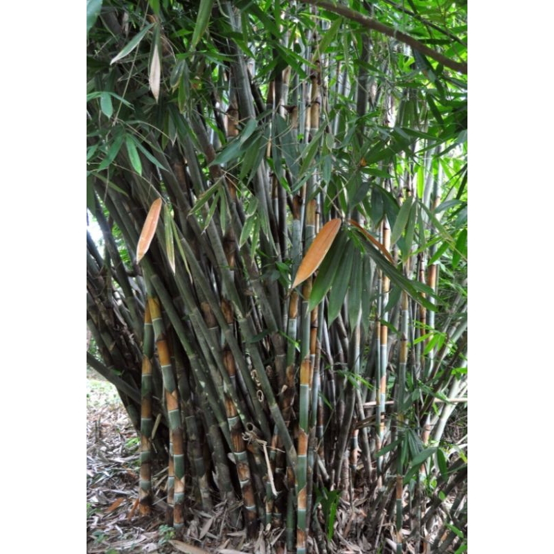 Bibit bambu talang/buluh/lemang