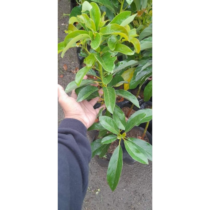 bibit Alpukat Mentega super (BISA COD)