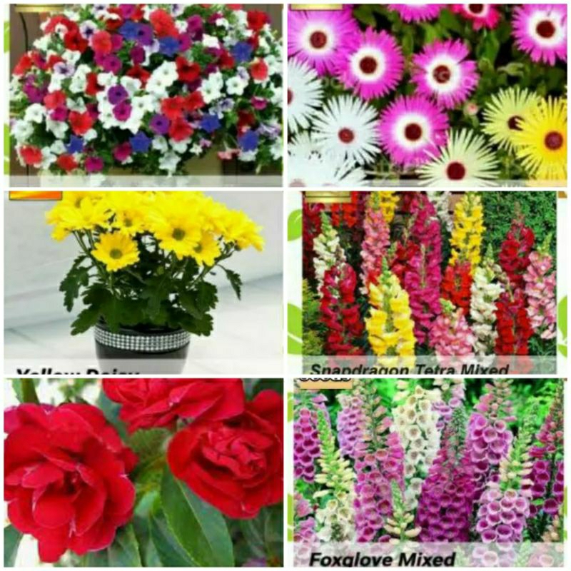 Puluhan Biji Bunga Cantik Merona Free bibit bunga sedap. malam