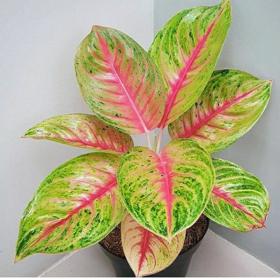 Tanaman Hias Aglonema Andini / Tanaman Hias Aglonema Andini Murah / Bunga Hias Murah / tanaman hias 