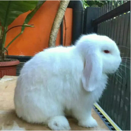 PAKET KELINCI HOLLAND LOAP