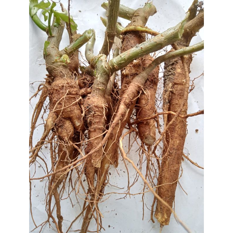 

jual akar tanaman gingseng Jawa 250 gram