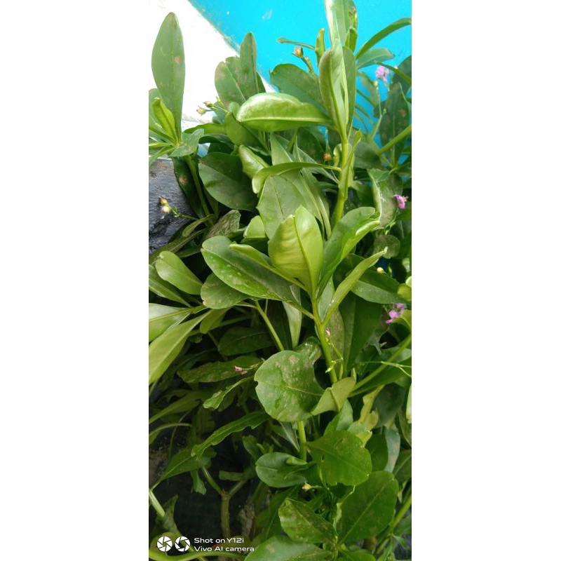 

Jual daun gingseng Jawa segar 500gram