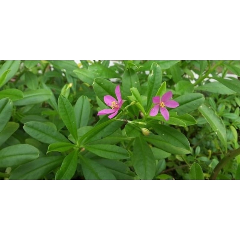 

jual daun gingseng jawa obat herbal-fres 500gram