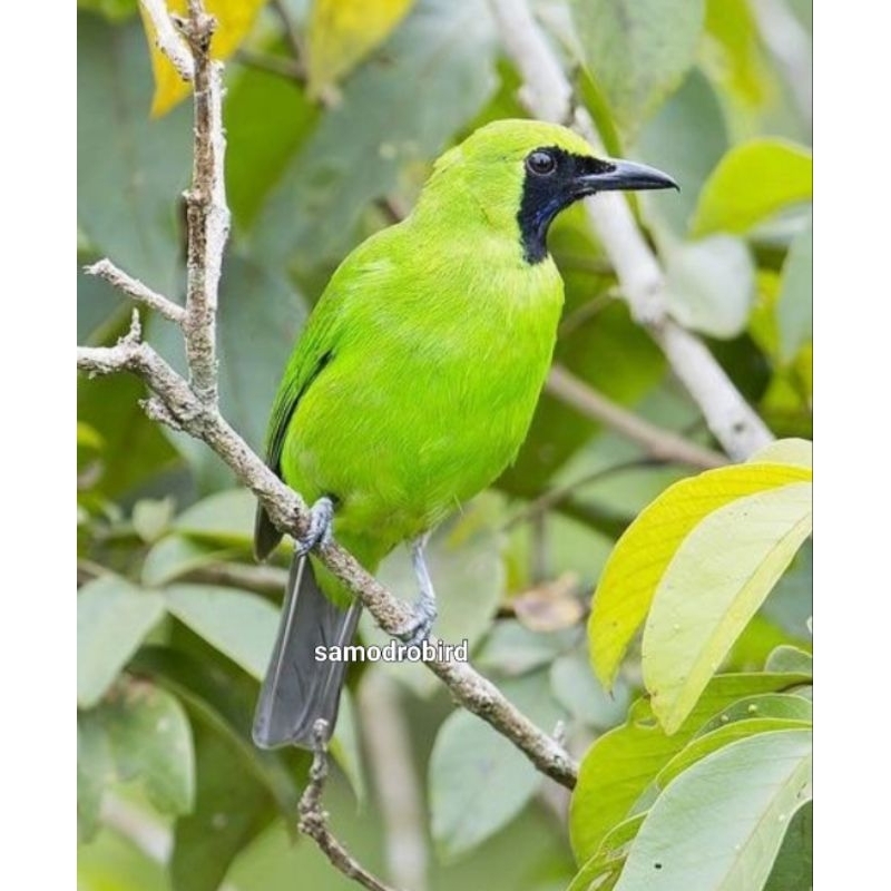 Burung cucak ijo  big size gacoran jinak