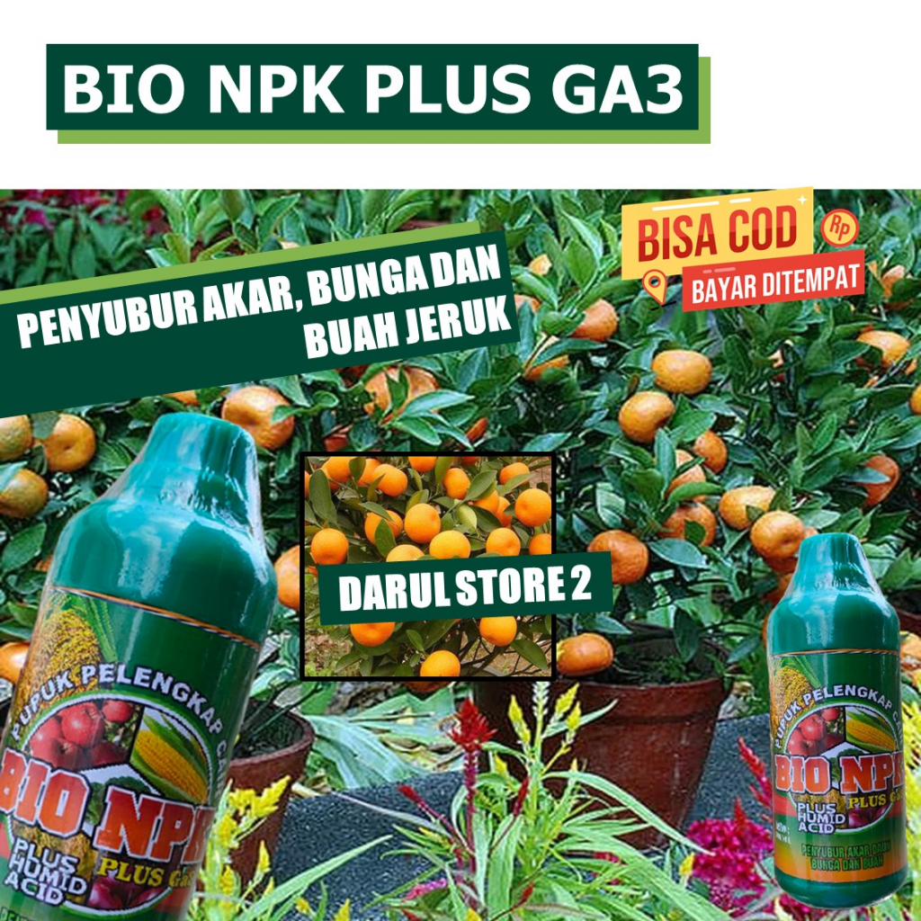 PUPUK NPK GAZA CAIR MELEBATKAN JERUK MANIS, NIPIS, BALI LEMON, MANDARIN, LIMAU Obat Organik Buah Jer