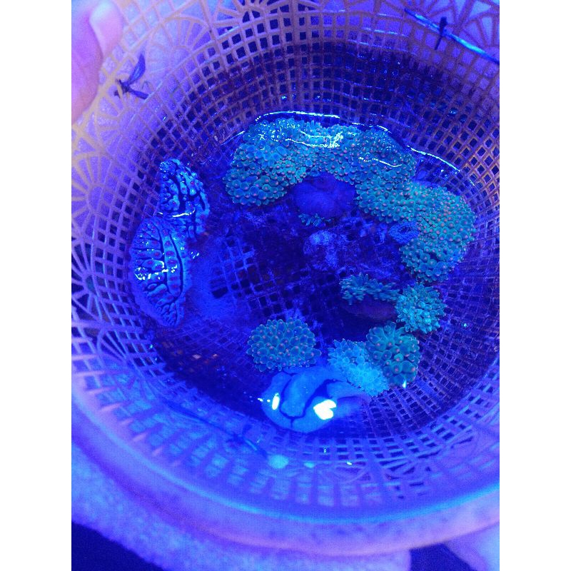 anemon jagung tip orange