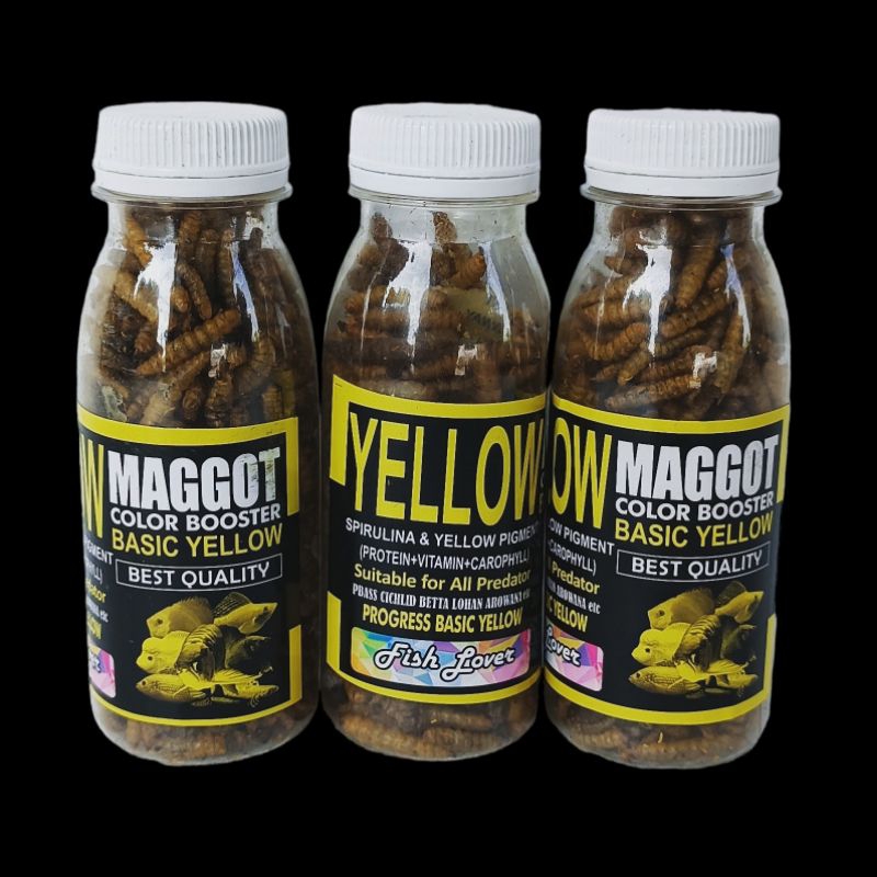MAGGOT YELLOW BOTOLAN pakan ikan hias chana chiclid penambah warna kuning ikan