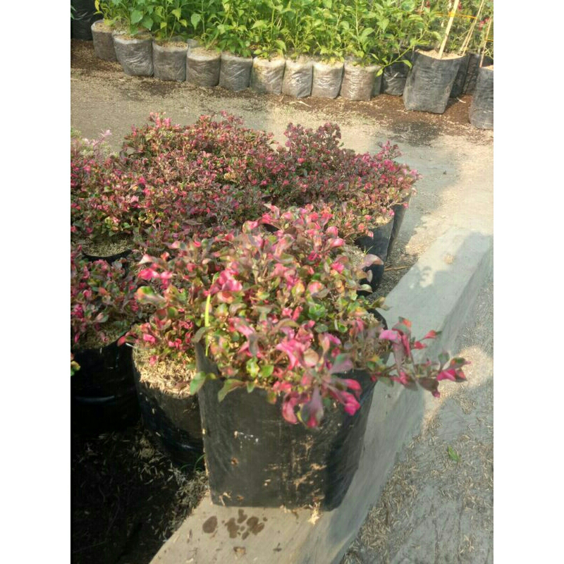 Tanaman Krokot Merah (krokot mawar)