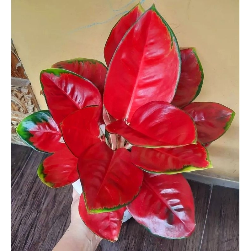 Aglonema Suksom Jaipong Kulture Tanaman Hias Bunga Aglaonema Murah Merah BUKAN bonggol bibit - tanaman hias hidup - bunga hidup - bunga aglonema - aglaonema merah - aglonema merah - aglonema murah - aglaonema murah