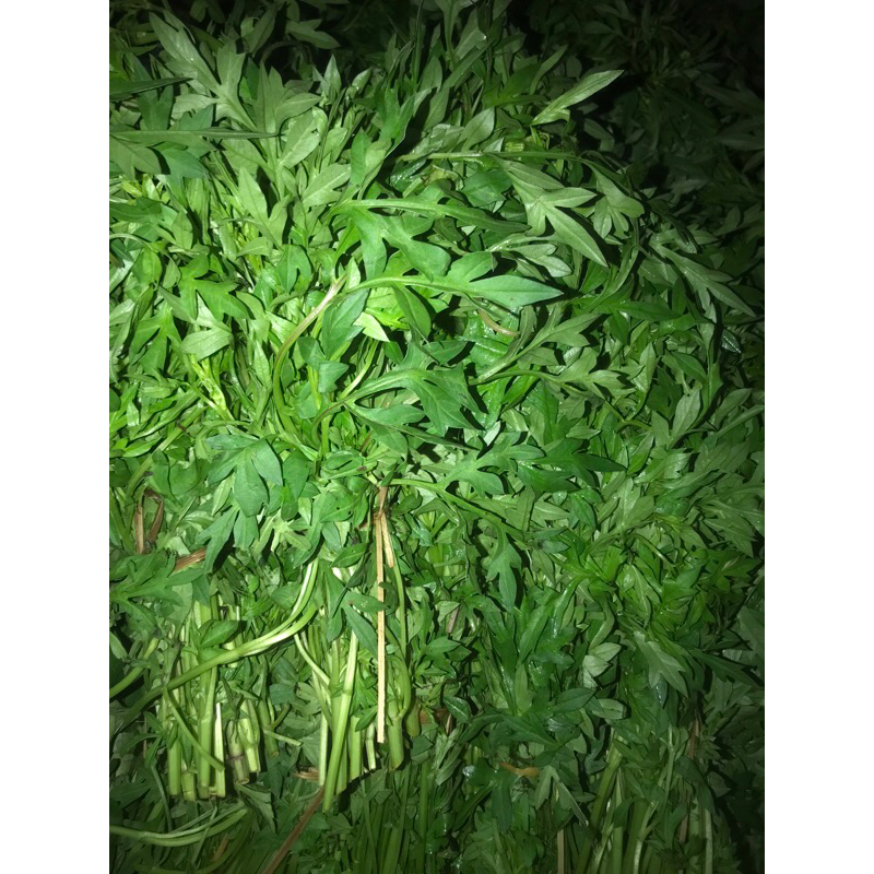 

daun keningkir 1 ikat