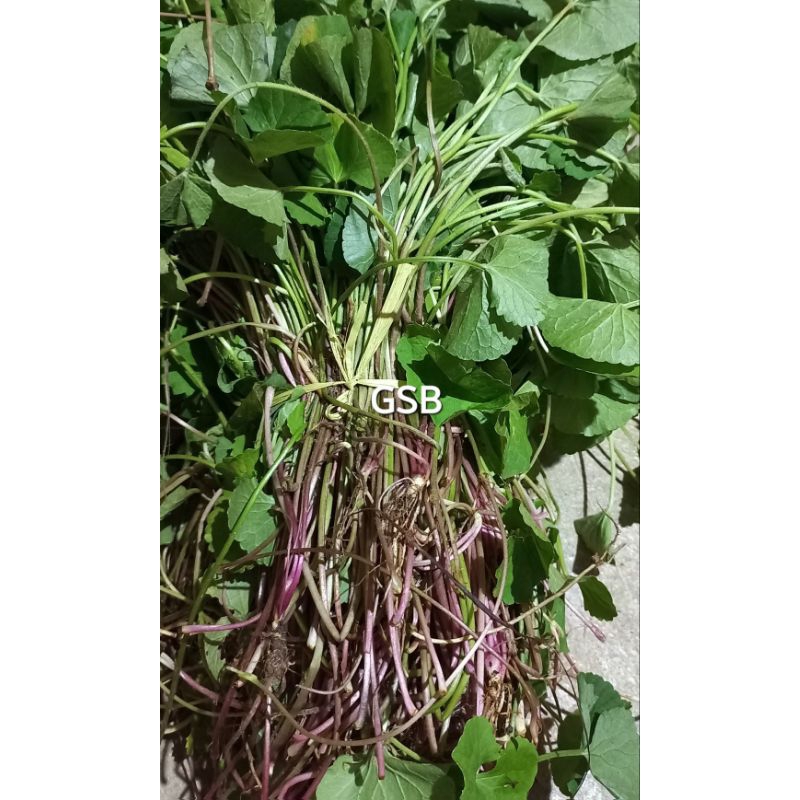 

Daun pegagan merah daun tapak kuda segar organik 1 kg herbal alami