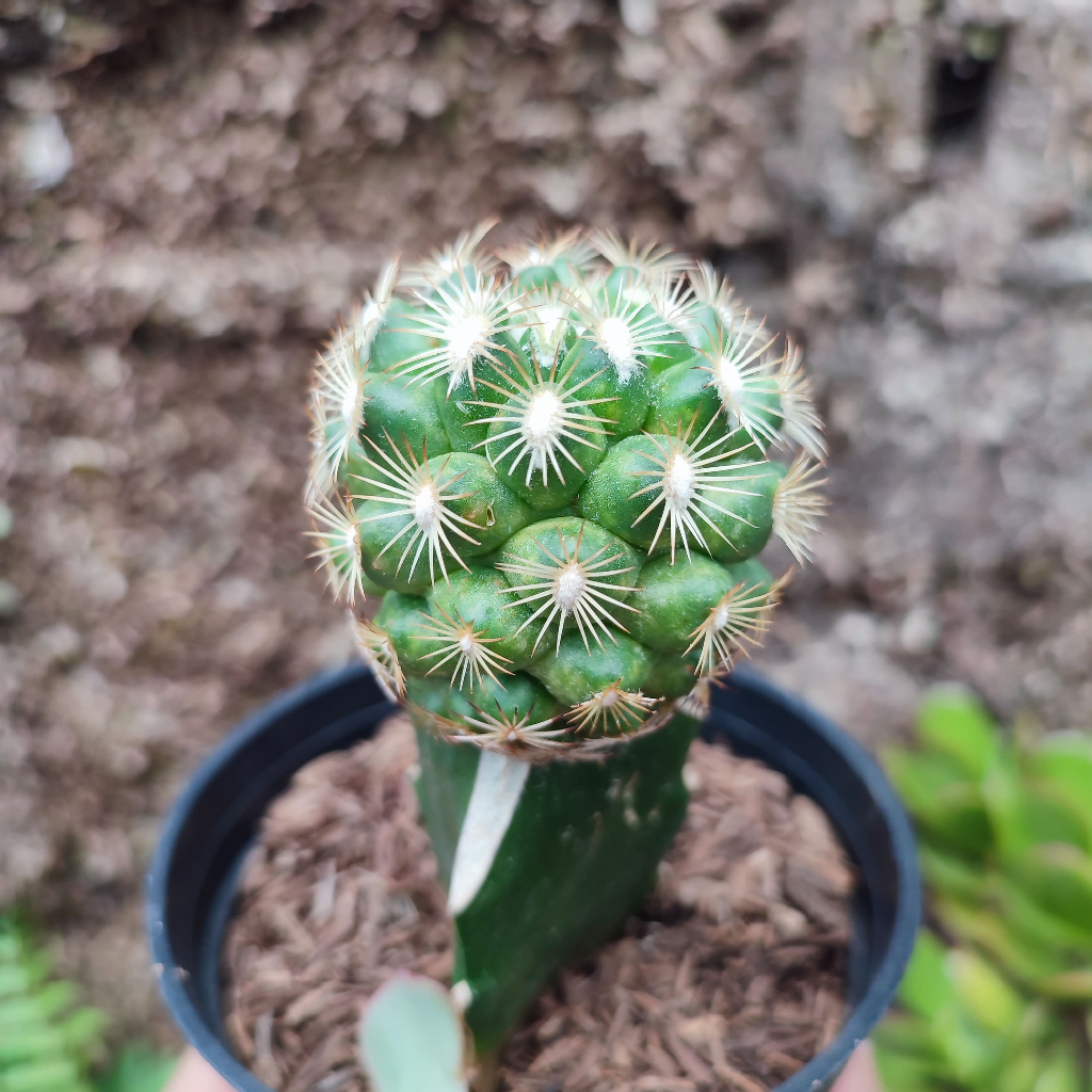 Grafting Coryphanta | DP 10 Cm | Kaktus