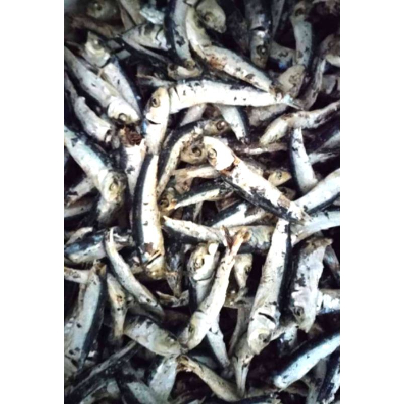 

Ikan Teri