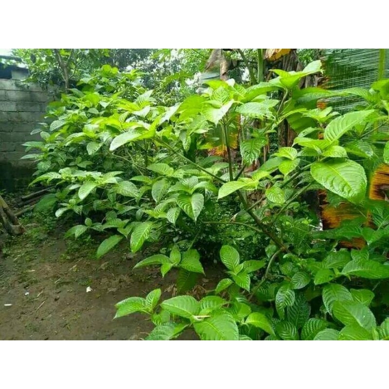 Tanaman Pakan Ternak ( Trichantera Gigantea )