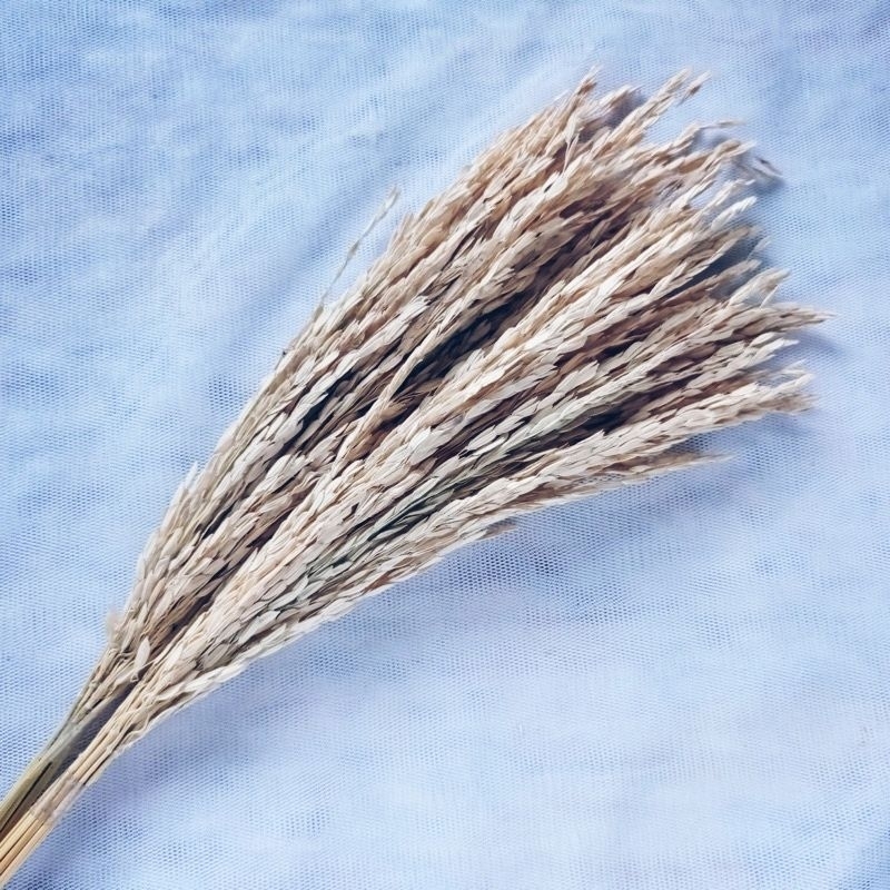 BUNGA KERING PADI FLOWERS PADI HIASAN MAHAR SESERAHAN