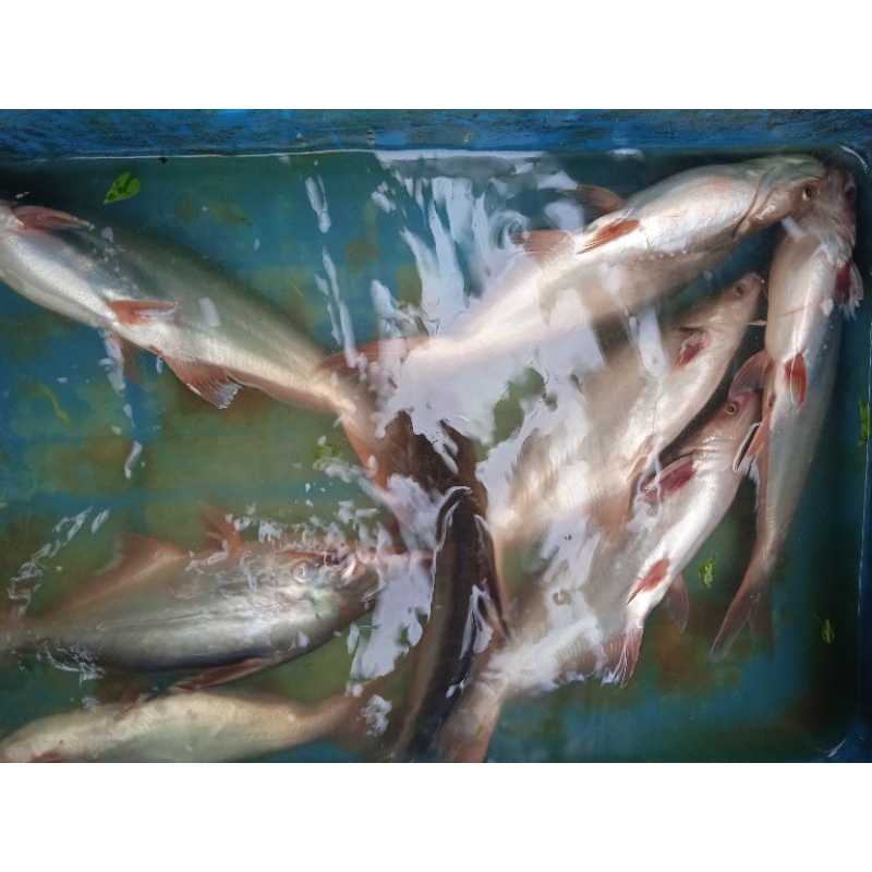 

ikan patin segar