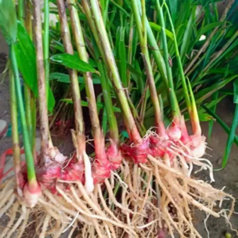 bibit jahe merah unggul