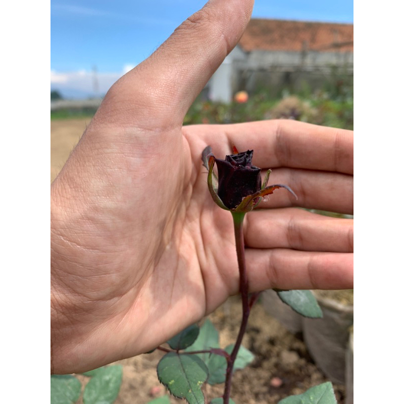 mawar black magic (mawar hitam)