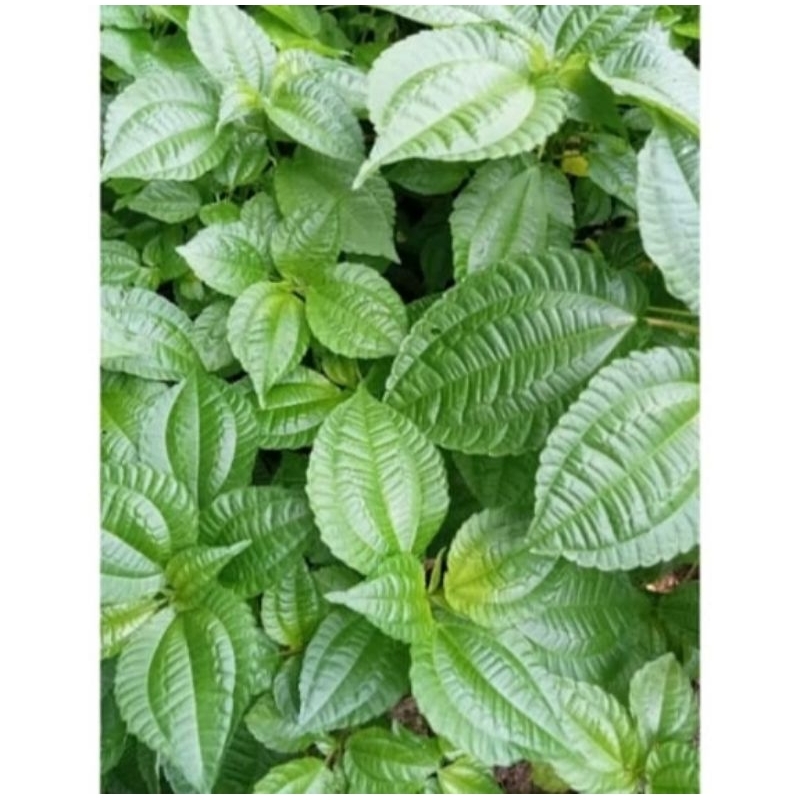 

paket hemat daun poh pohan lalapan sunda segar fer 500 gram