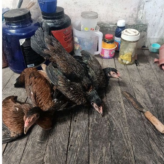 

ayam kampung